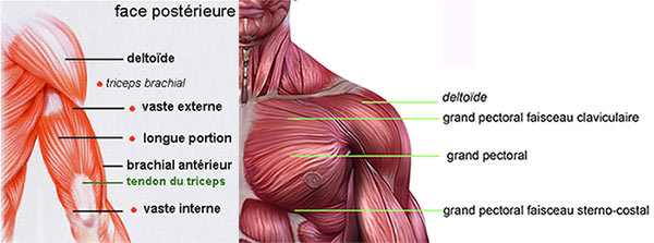 anatomie triceps et pectoraux
